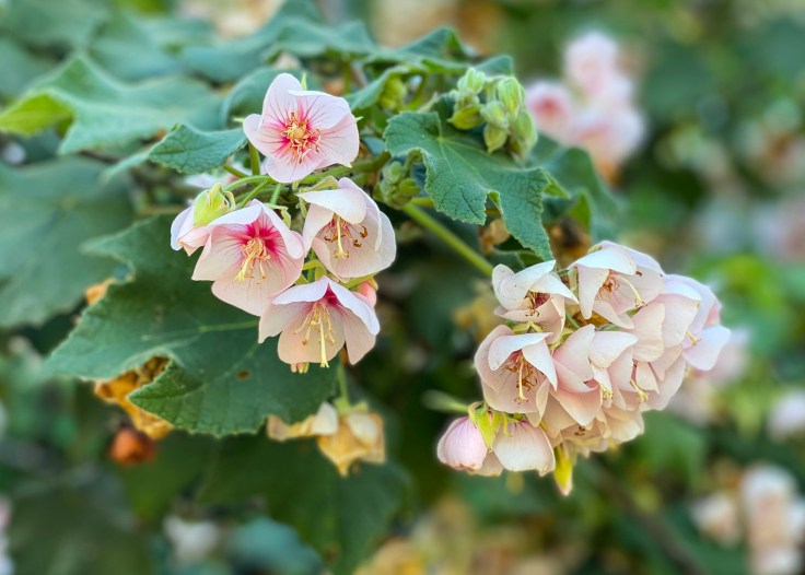 Fullerton Arboretum Flowers