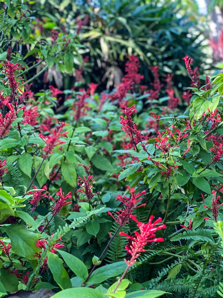 Lush Red Flowers Fullerton Arboretum