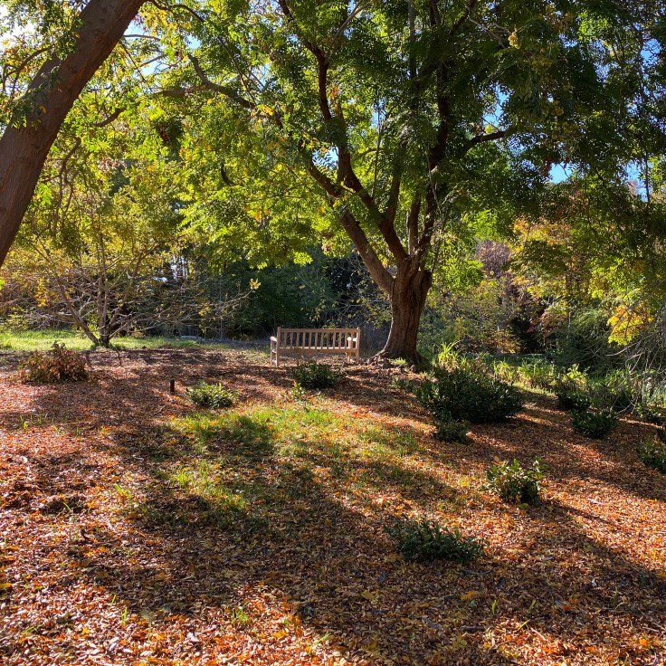 Park Bench Fullerton Arboretum