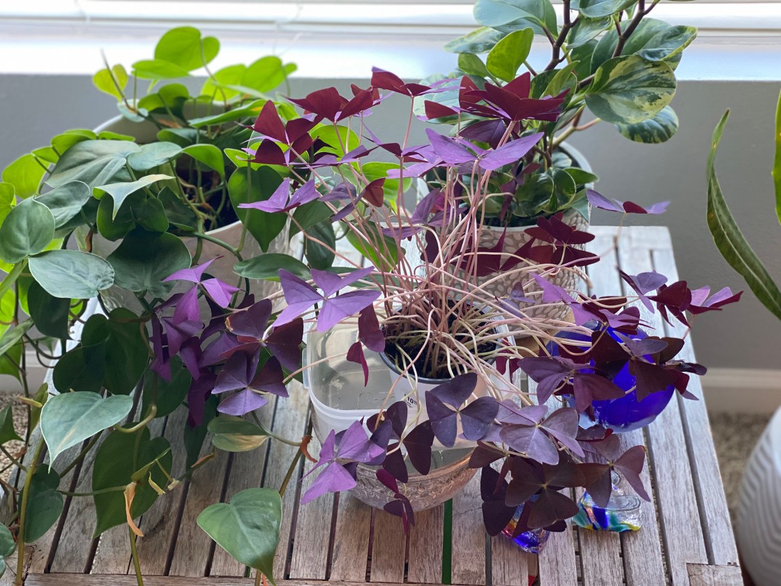 Housewarming with Plants