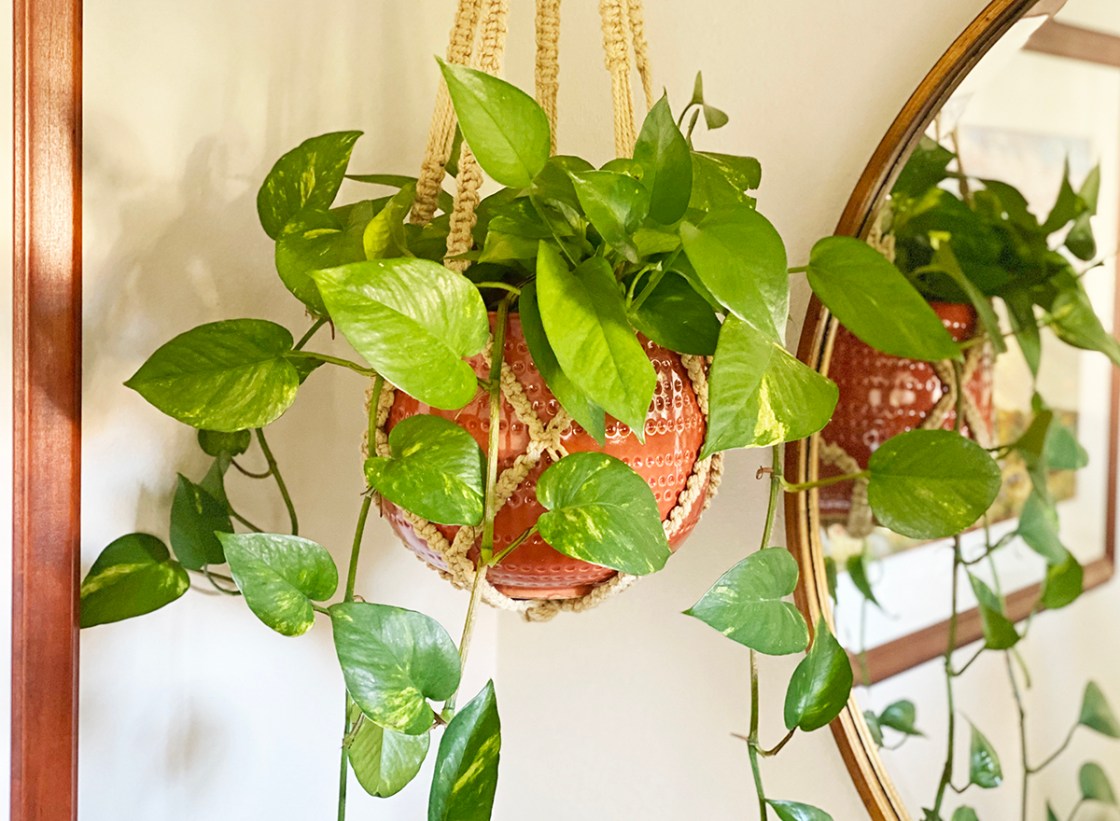 The Happy Pothos Plant