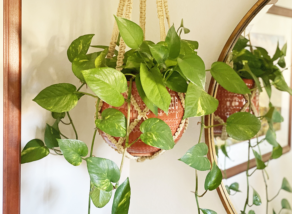 pothos plant in macrame hanger rust ceramic pot