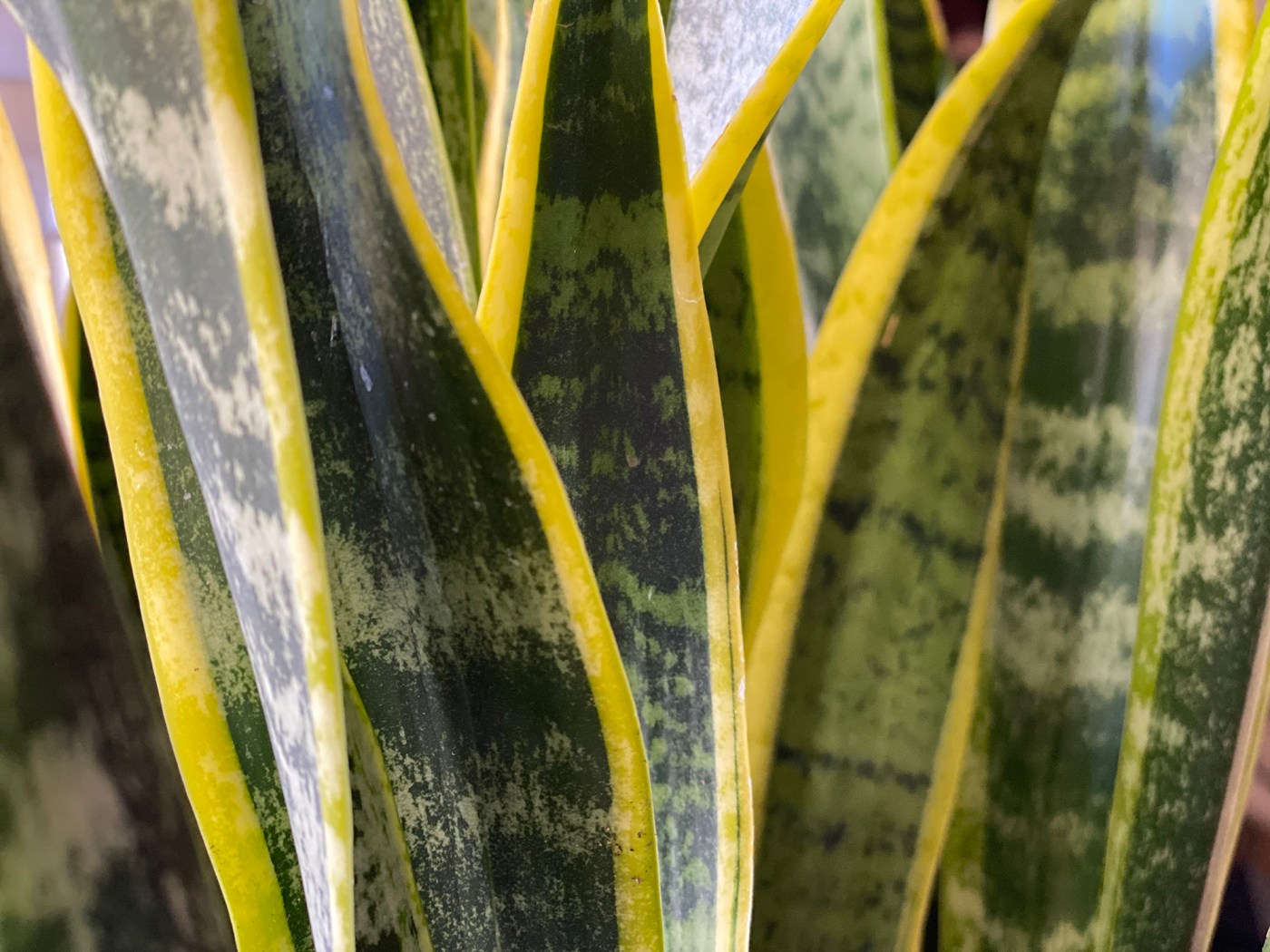 Snake Plant Leaves Closeup