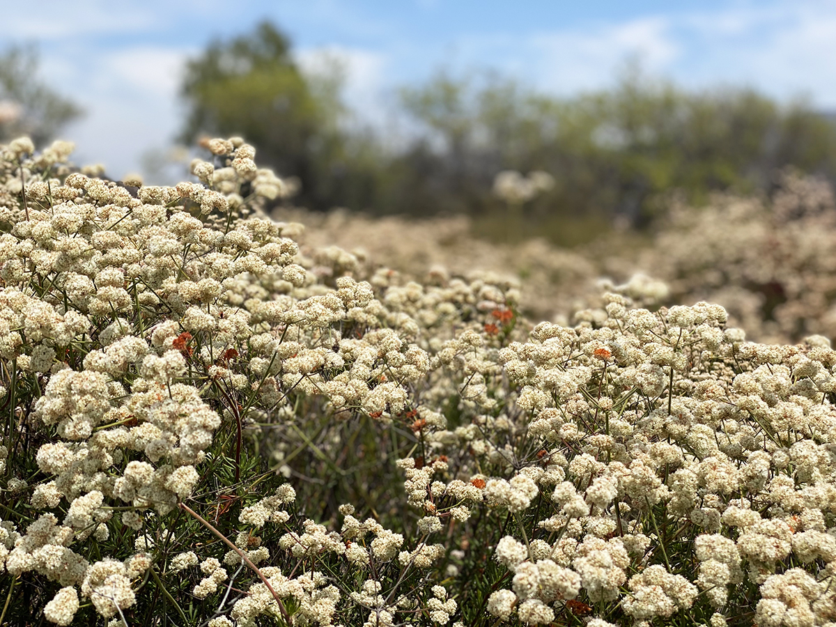 Trabuco Canyon in summer. Closeup of blooming scrub .