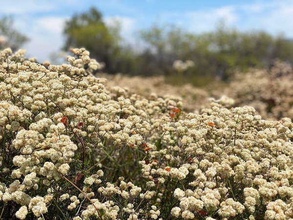 Trabuco Canyon in summer. Closeup of blooming scrub .
