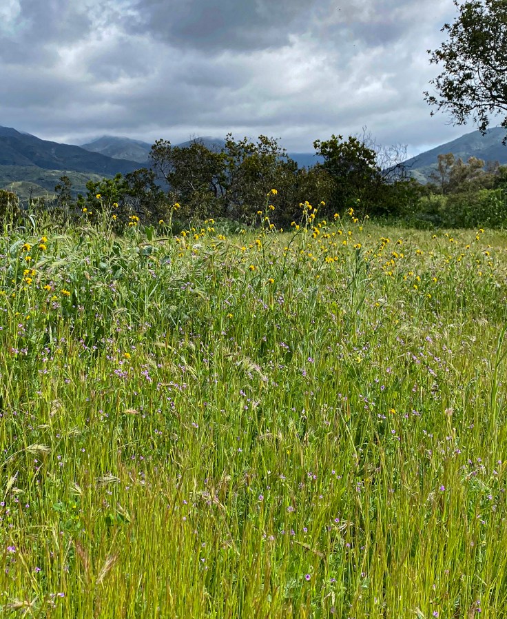 mustard flowers along trabuco canyon blooming in spring under the rain clouds