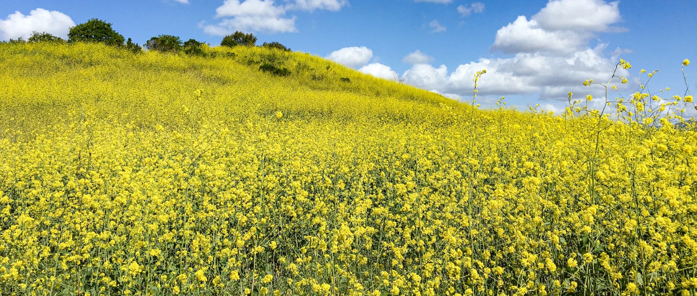 Mustard Flowers Under a Blue Sky