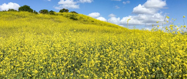 Mustard Flowers Under a Blue Sky