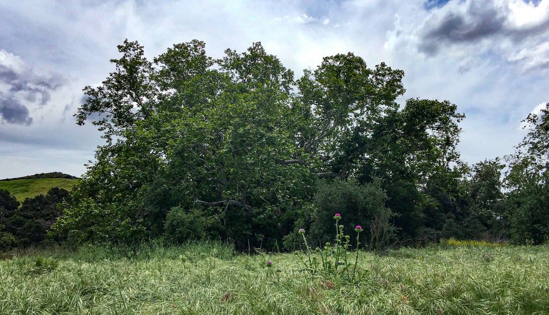 Verse and Song of Spring