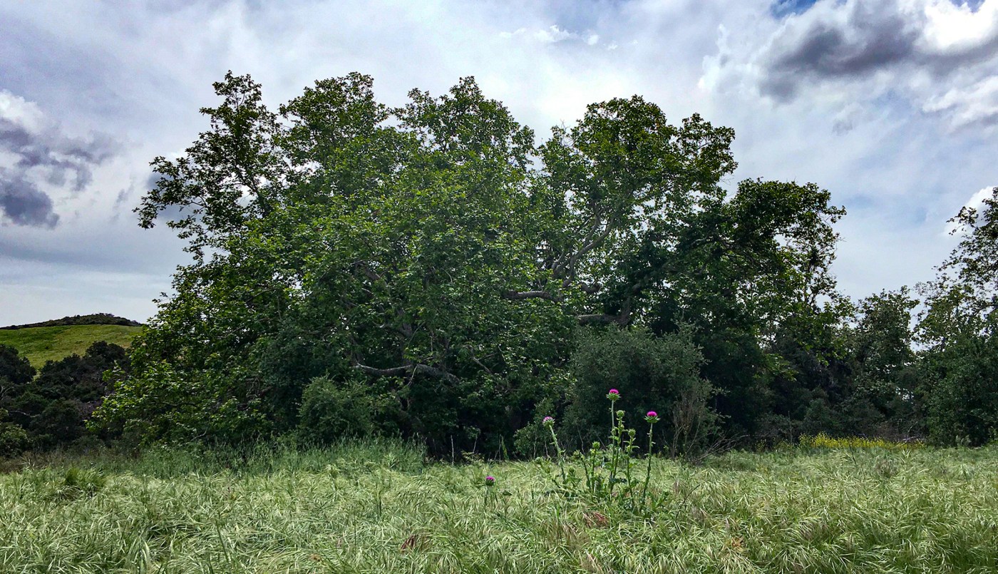 Song of Spring Verse and Poetry Nature