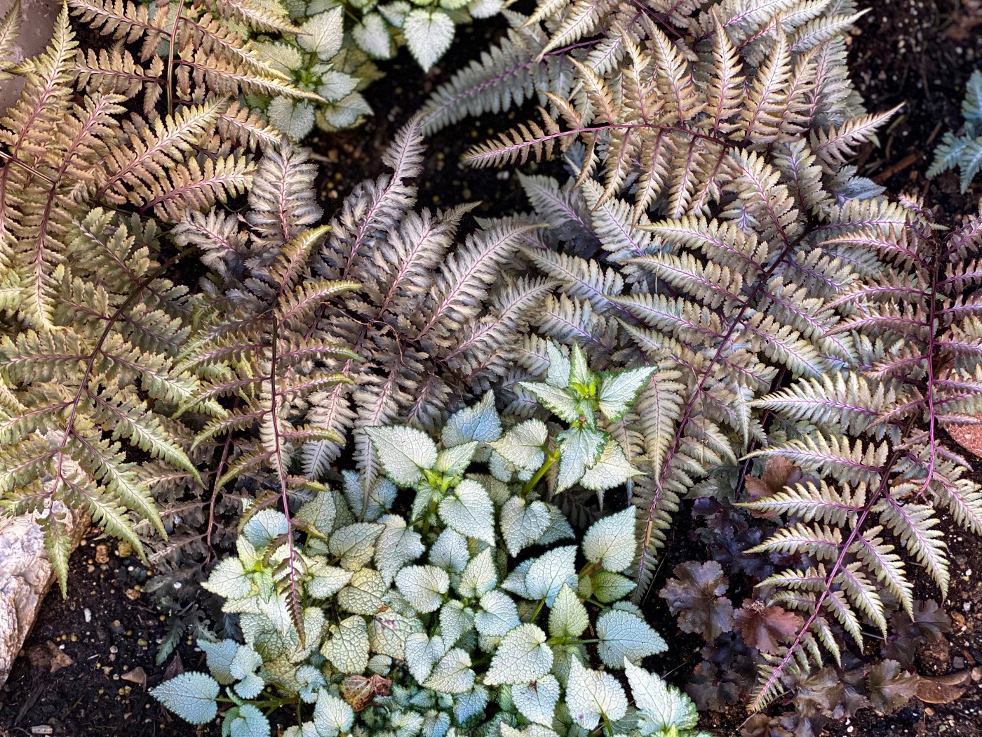 Beautiful Japanese Painted Fern in the Garden