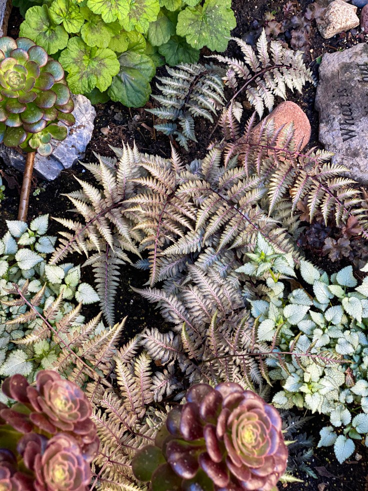 succulents and Japanese Painted Fern in the Garden along with Geranium