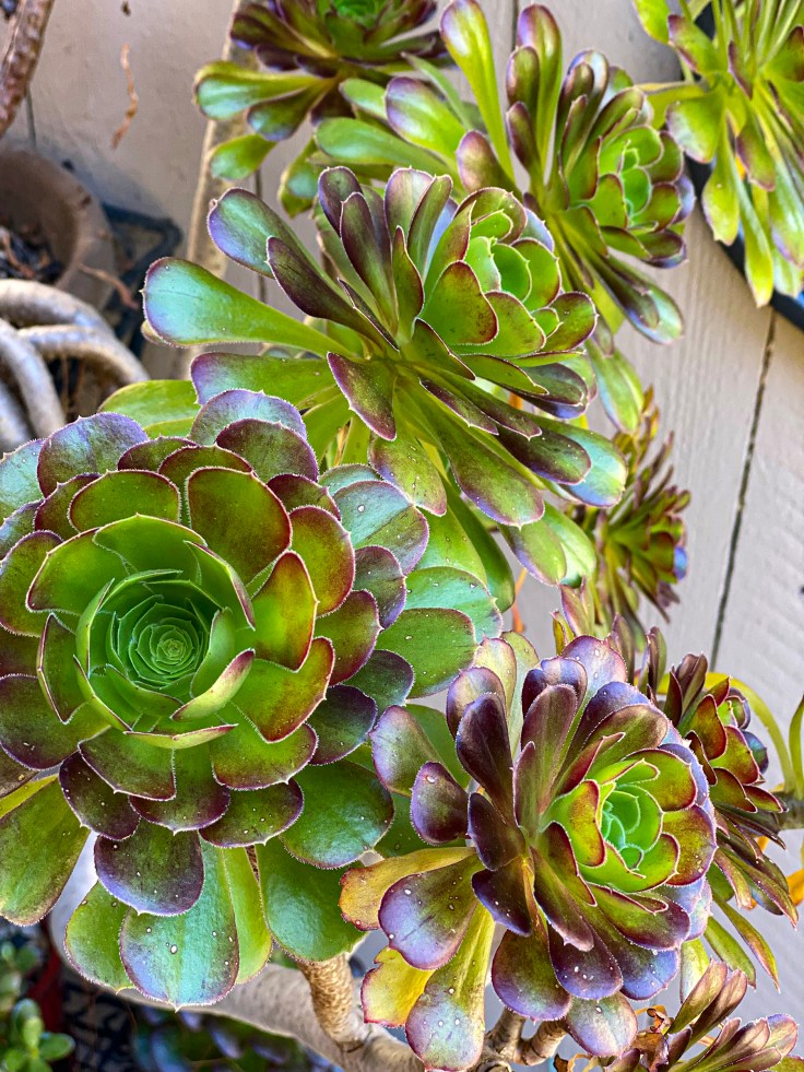 Happy healthy aeonium with red edges happy succulent