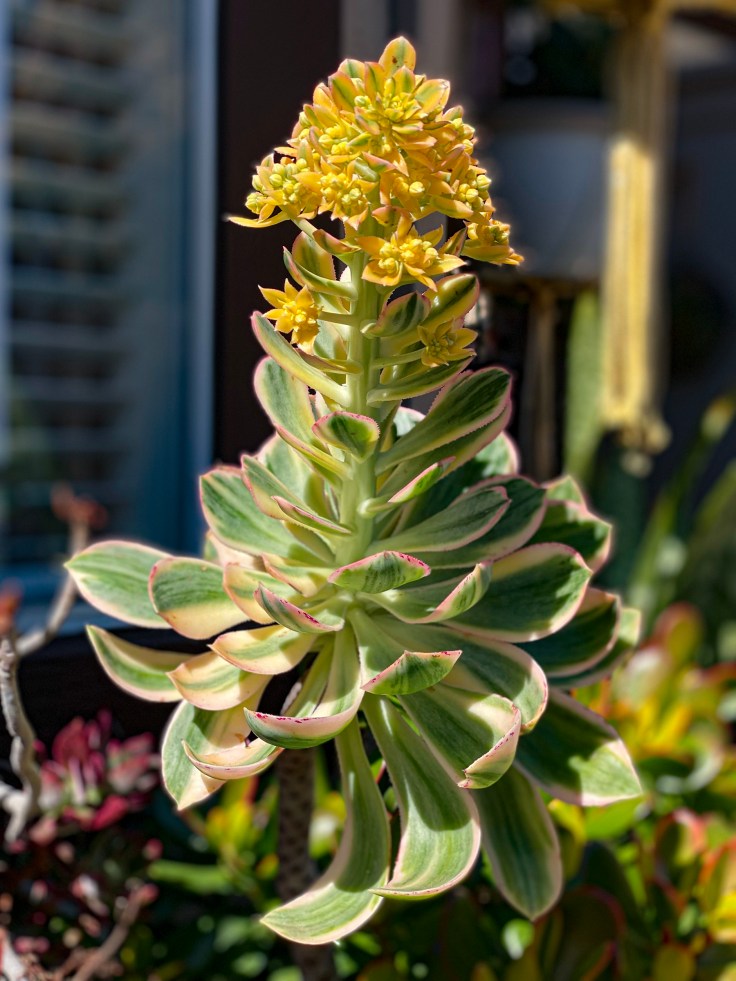 Blooming Sunburst Aeonium Beautiful Succulent