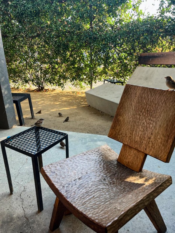 birds at a coffee shop in Los Angeles morning coffee